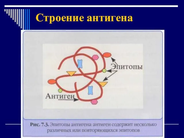 Строение антигена