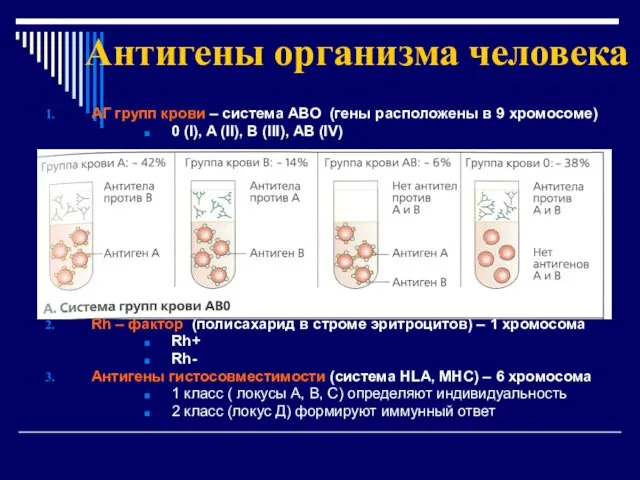 Антигены организма человека АГ групп крови – система АВО (гены