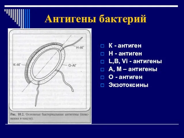 Антигены бактерий К - антиген Н - антиген L,B, Vi