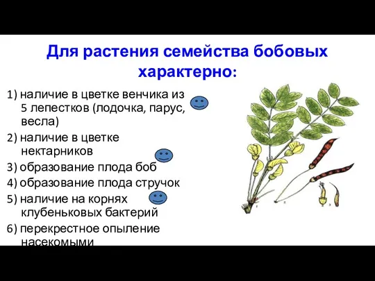 Для растения семейства бобовых характерно: 1) наличие в цветке венчика