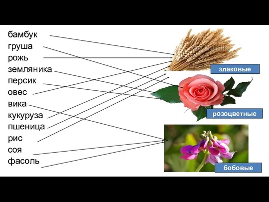 бамбук груша рожь земляника персик овес вика кукуруза пшеница рис соя фасоль бобовые злаковые розоцветные