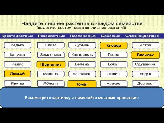 Рассмотрите картинку и поменяйте местами правильно Клевер Томат Василек Шиповник Левкой