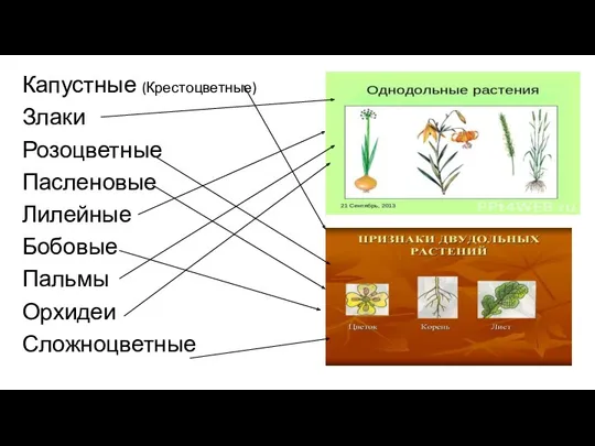 Капустные (Крестоцветные) Злаки Розоцветные Пасленовые Лилейные Бобовые Пальмы Орхидеи Сложноцветные