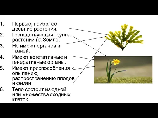 Первые, наиболее древние растения. Господствующая группа растений на Земле. Не