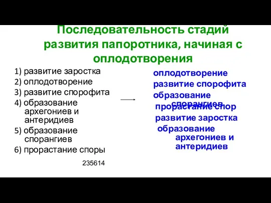 Последовательность стадий развития папоротника, начиная с оплодотворения 1) развитие заростка