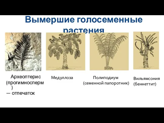 Вымершие голосеменные растения Археоптерис (прогимносперм) — отпечаток Медуллоза Полиподиум (семенной папоротник) Вильямсония (беннеттит)