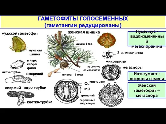 женская шишка мужская шишка мужской гаметофит клетка-трубка спермий микроспорофилл ядро