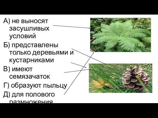 А) не выносят засушливых условий Б) представлены только деревьями и