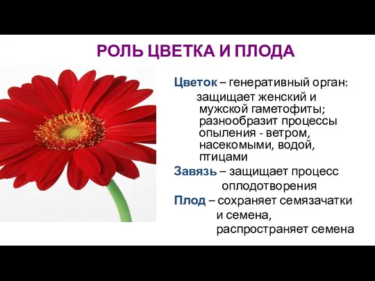 РОЛЬ ЦВЕТКА И ПЛОДА Цветок – генеративный орган: защищает женский