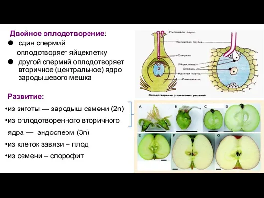 Двойное оплодотворение: один спермий оплодотворяет яйцеклетку другой спермий оплодотворяет вторичное