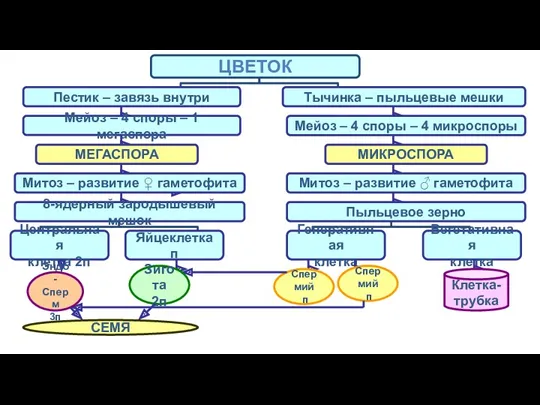 ЦВЕТОК Пестик – завязь внутри Тычинка – пыльцевые мешки Мейоз