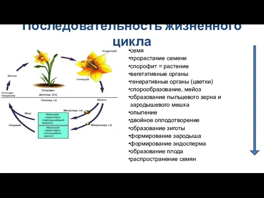 Последовательность жизненного цикла семя прорастание семени спорофит = растение вегетативные