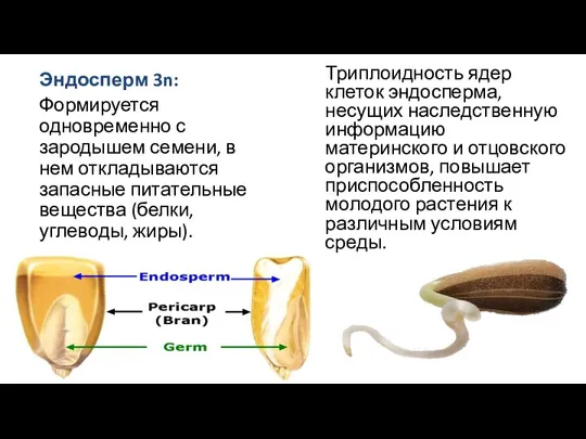 Эндосперм 3n: Формируется одновременно с зародышем семени, в нем откладываются