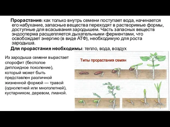 Прорастание: как только внутрь семени поступает вода, начинается его набухание,