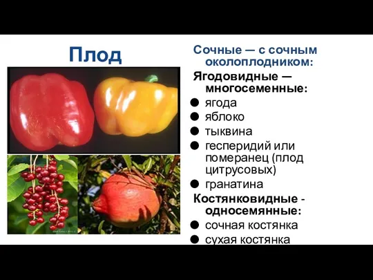 Плод Сочные — с сочным околоплодником: Ягодовидные — многосеменные: ягода
