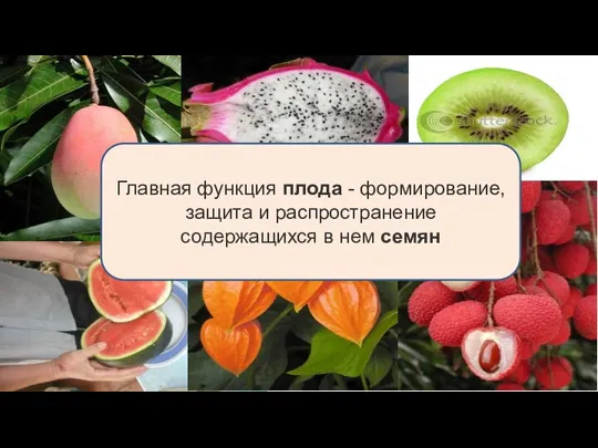 Главная функция плода - формирование, защита и распространение содержащихся в нем семян