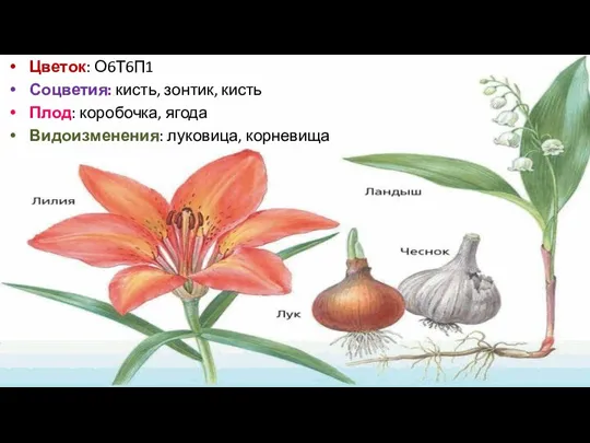Цветок: О6Т6П1 Соцветия: кисть, зонтик, кисть Плод: коробочка, ягода Видоизменения: луковица, корневища