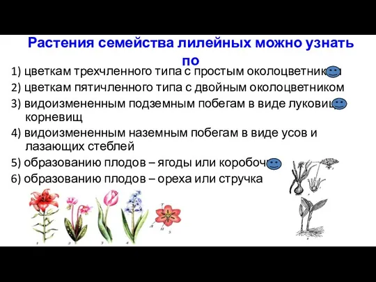 Растения семейства лилейных можно узнать по 1) цветкам трехчленного типа