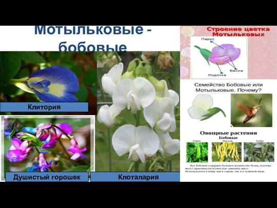 Мотыльковые - бобовые Клитория Душистый горошек Клоталария