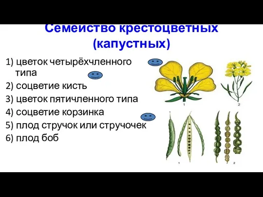 Семейство крестоцветных (капустных) 1) цветок четырёхчленного типа 2) соцветие кисть