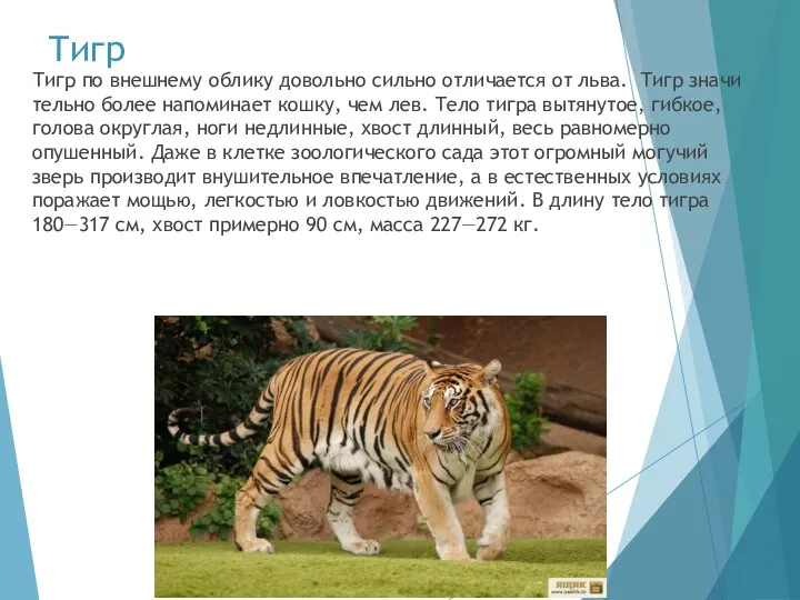 Тигр Тигр по внешнему облику довольно сильно отличается от льва. Тигр значи­тельно более