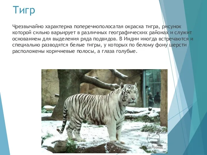 Тигр Чрезвы­чайно характерна поперечнополосатая окраска тигра, рисунок которой сильно варьирует в различных географических