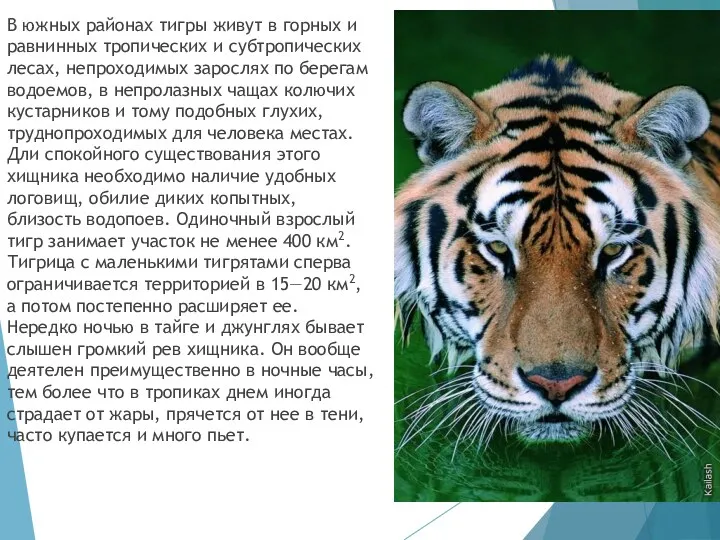 В южных районах тигры живут в гор­ных и равнинных тропических и субтропических лесах,