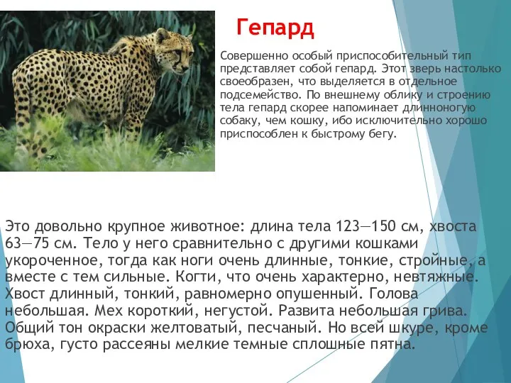 Гепард Это довольно крупное животное: длина тела 123—150 см, хвоста 63—75 см. Тело