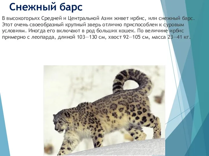 Снежный барс В высокогорьях Средней и Центральной Азии живет ирбис, или снежный барс.