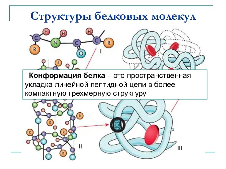 Структуры белковых молекул Конформация белка – это пространственная укладка линейной пептидной цепи в
