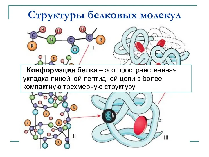 Структуры белковых молекул Конформация белка – это пространственная укладка линейной