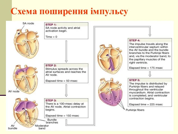 Схема поширення імпульсу