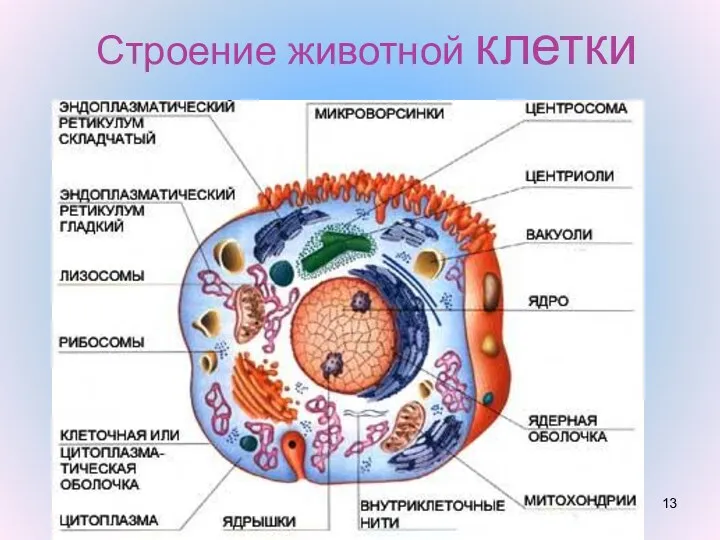 Строение животной клетки