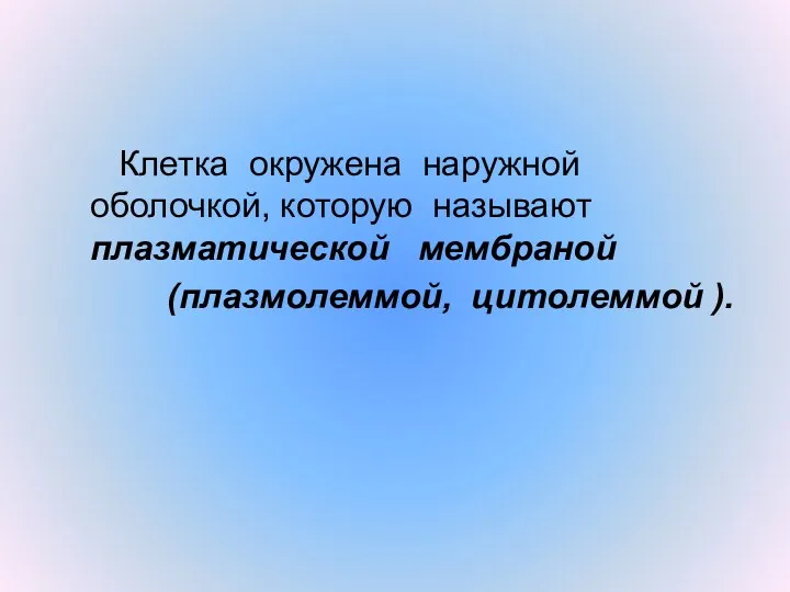 Клетка окружена наружной оболочкой, которую называют плазматической мембраной (плазмолеммой, цитолеммой ).