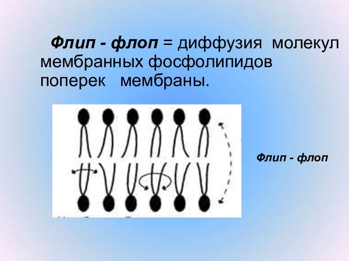 Флип - флоп = диффузия молекул мембранных фосфолипидов поперек мембраны. Флип - флоп