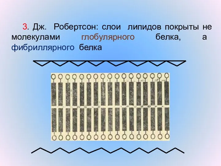 3. Дж. Робертсон: слои липидов покрыты не молекулами глобулярного белка, а фибриллярного белка