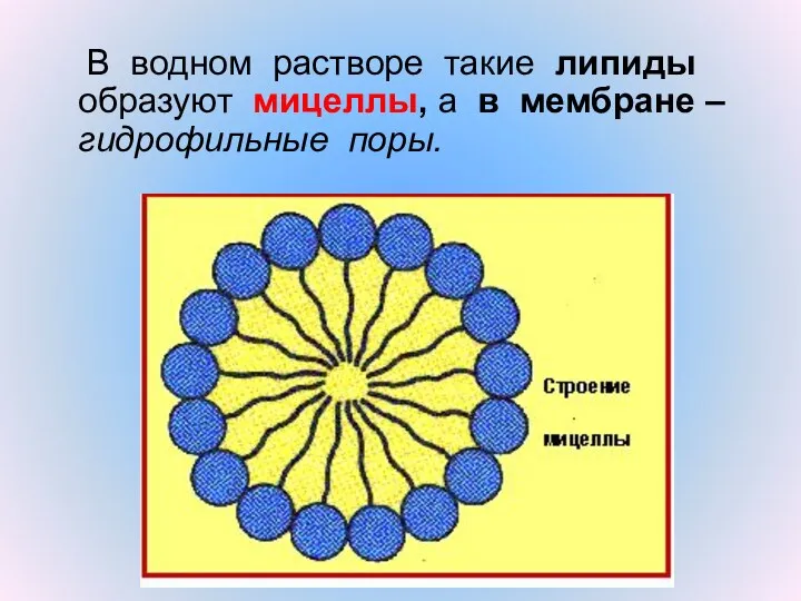 В водном растворе такие липиды образуют мицеллы, а в мембране – гидрофильные поры.