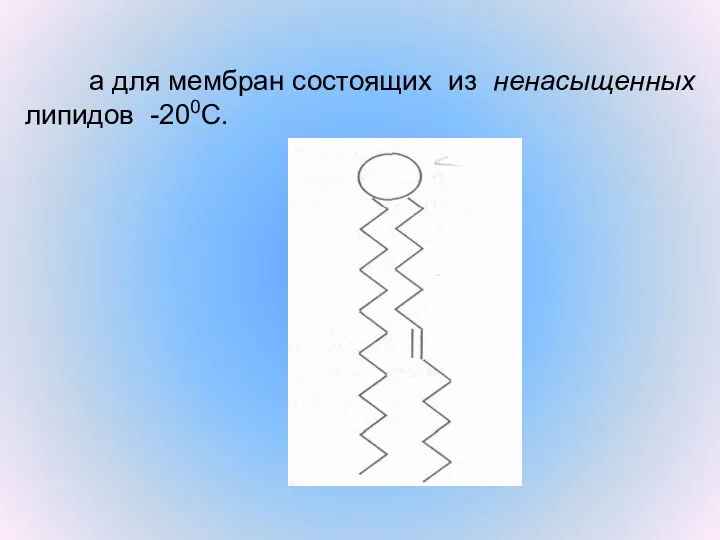 а для мембран состоящих из ненасыщенных липидов -200С.