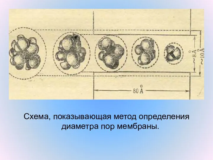 Схема, показывающая метод определения диаметра пор мембраны.