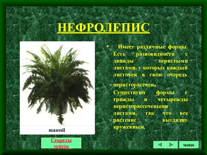 НЕФРОЛЕПИС Секреты успеха Имеет различные формы. Есть разновидности с дважды