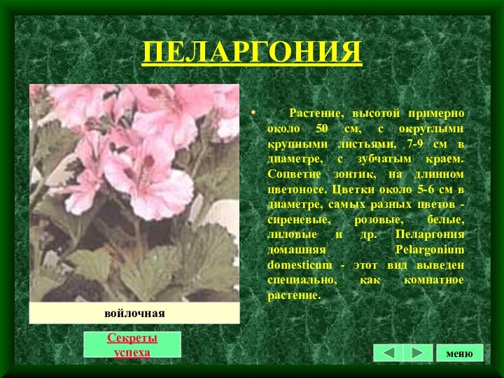 ПЕЛАРГОНИЯ Растение, высотой примерно около 50 см, с округлыми крупными