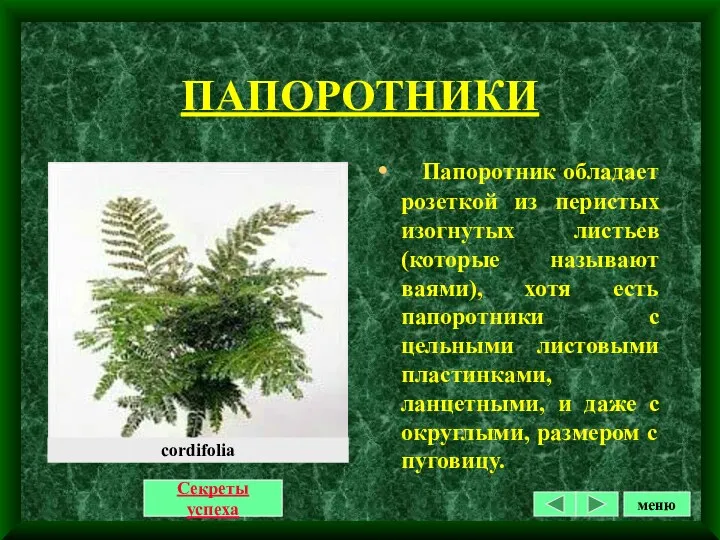 ПАПОРОТНИКИ Секреты успеха Папоротник обладает розеткой из перистых изогнутых листьев(которые