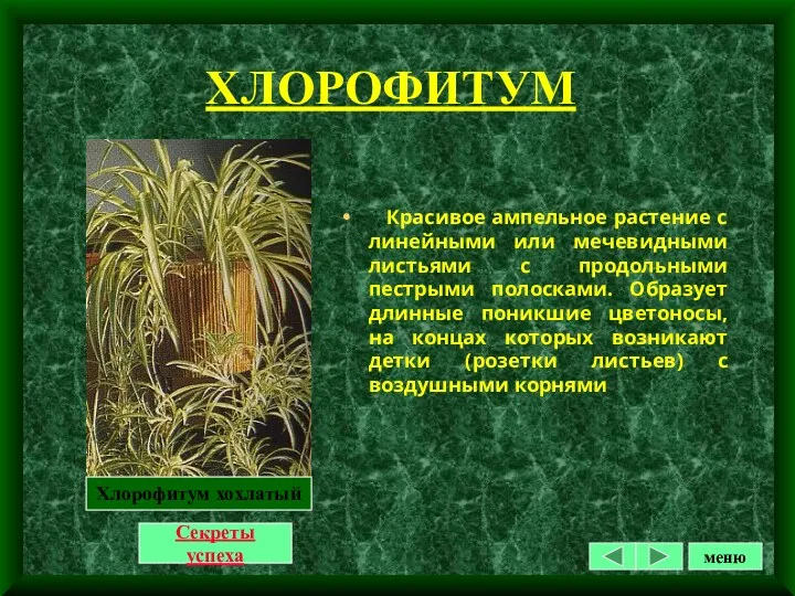 ХЛОРОФИТУМ Красивое ампельное растение с линейными или мечевидными листьями с
