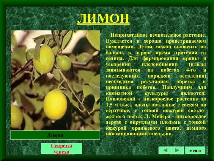 ЛИМОН Неприхотливое вечнозеленое растение. Нуждается в хорошо проветриваемом помещении. Летом