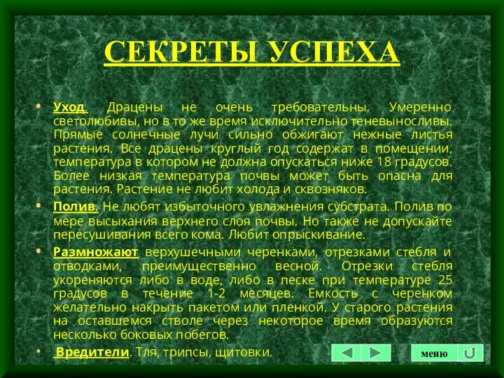 СЕКРЕТЫ УСПЕХА Уход. Драцены не очень требовательны. Умеренно светолюбивы, но