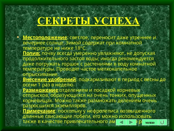 СЕКРЕТЫ УСПЕХА Местоположение: светлое, переносит даже утреннее и вечернее солнце.