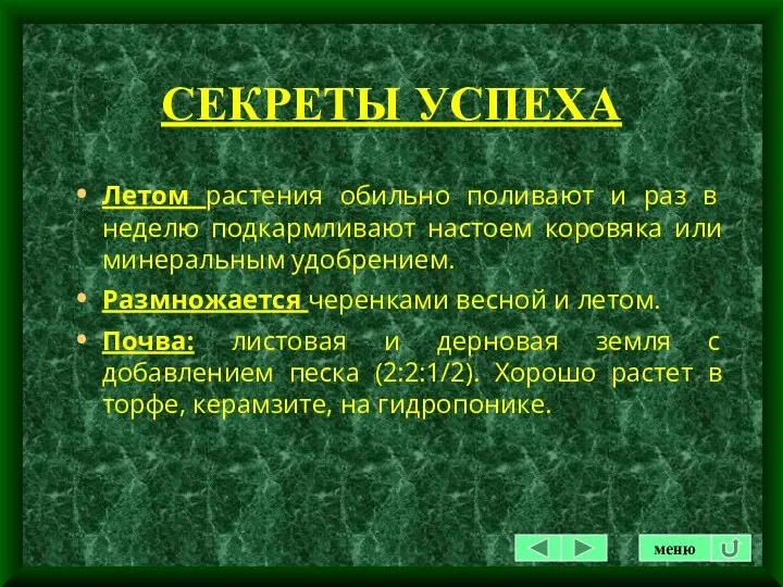 СЕКРЕТЫ УСПЕХА Летом растения обильно поливают и раз в неделю