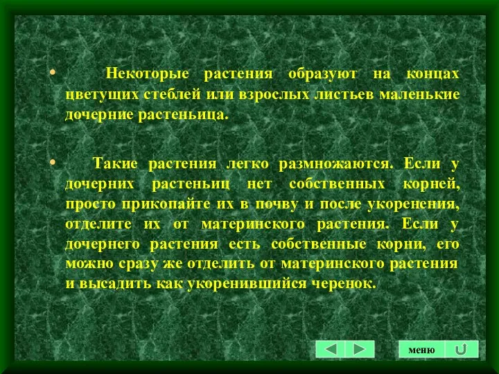 Некоторые растения образуют на концах цветущих стеблей или взрослых листьев