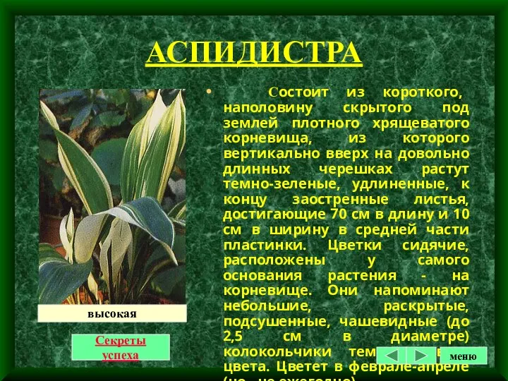 АСПИДИСТРА Состоит из короткого, наполовину скрытого под землей плотного хрящеватого