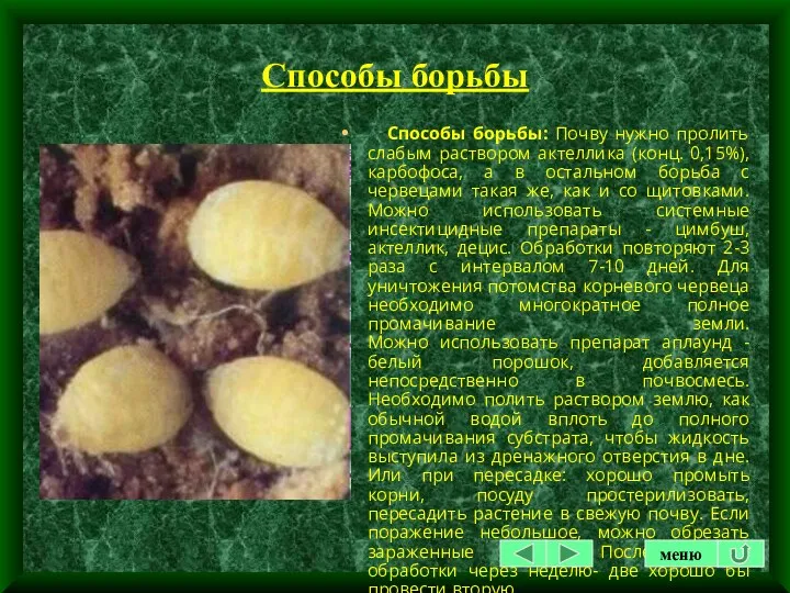 Способы борьбы Способы борьбы: Почву нужно пролить слабым раствором актеллика